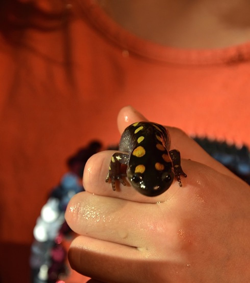 Salamander Festival educates Homewood about their spotted neighbors
